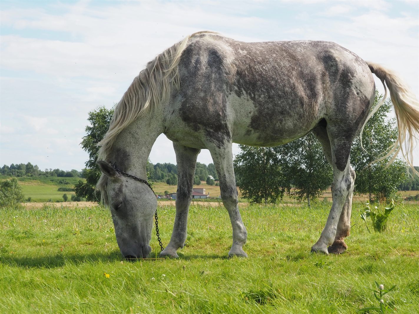 Älteres graues Pferd auf der Weide — Senior-Pferd-Krankheiten wie PPID/Cushing, EMS, Hufrehe und Arthrose