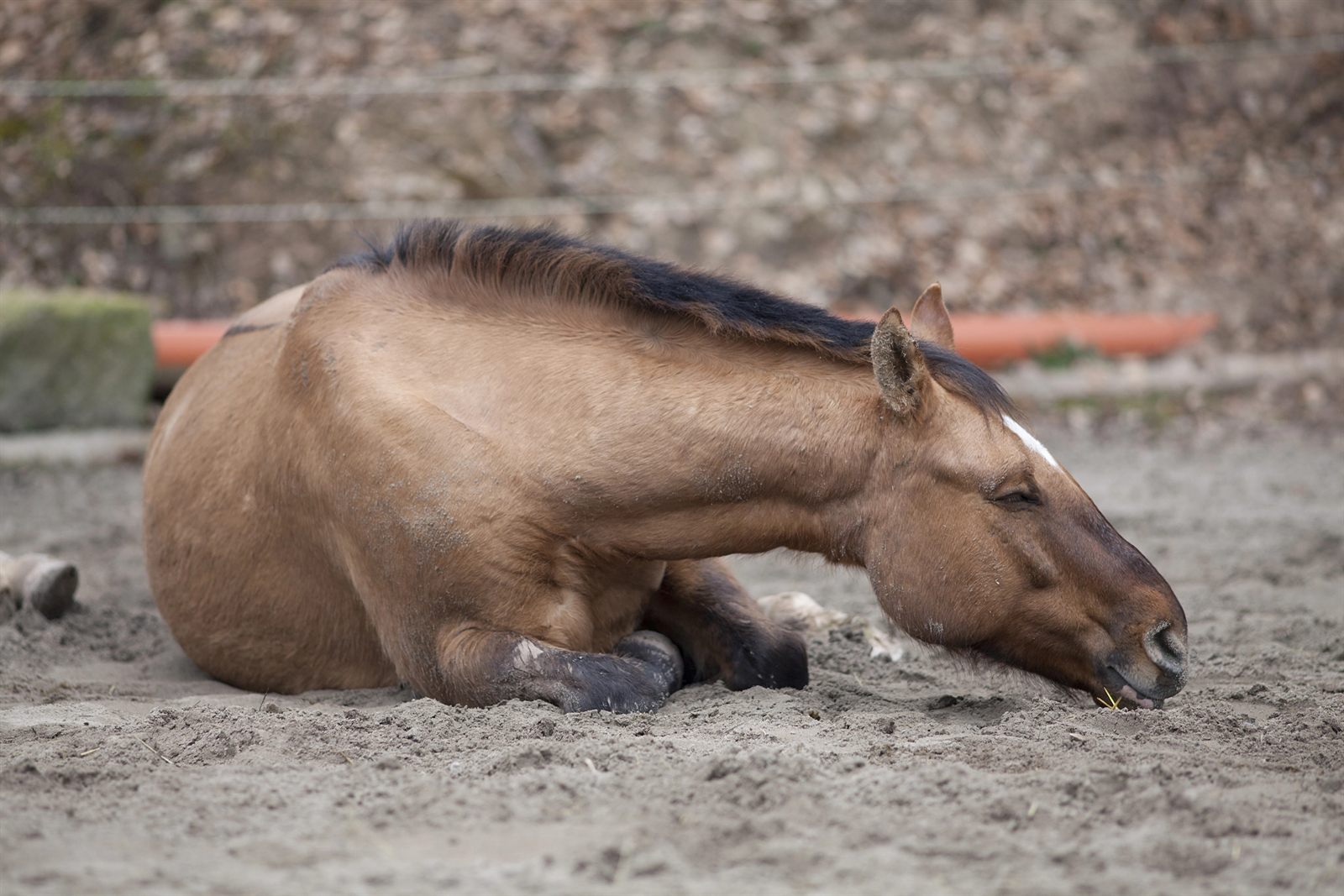 Pferd liegt erschöpft auf Sandboden — Kolik-Symptome erkennen und sofort tierärztlich abklären lassen