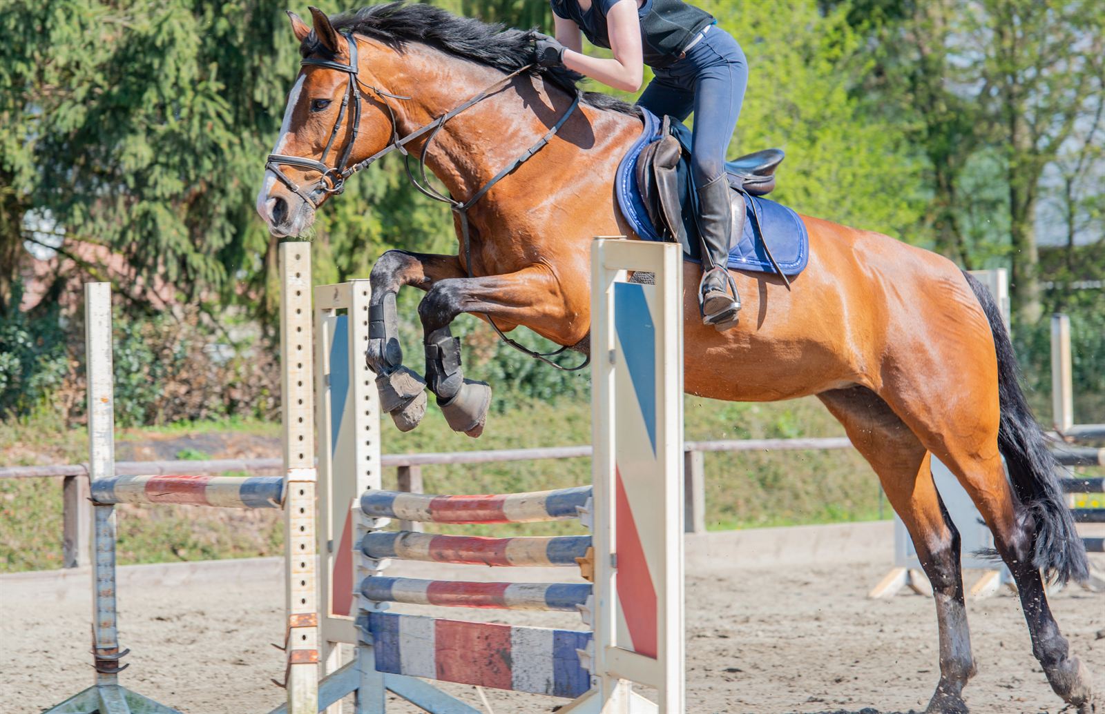 Pferd im Springparcours mit Reiterin — Pferde-OP-Versicherung deckt Verletzungsrisiken im Sport