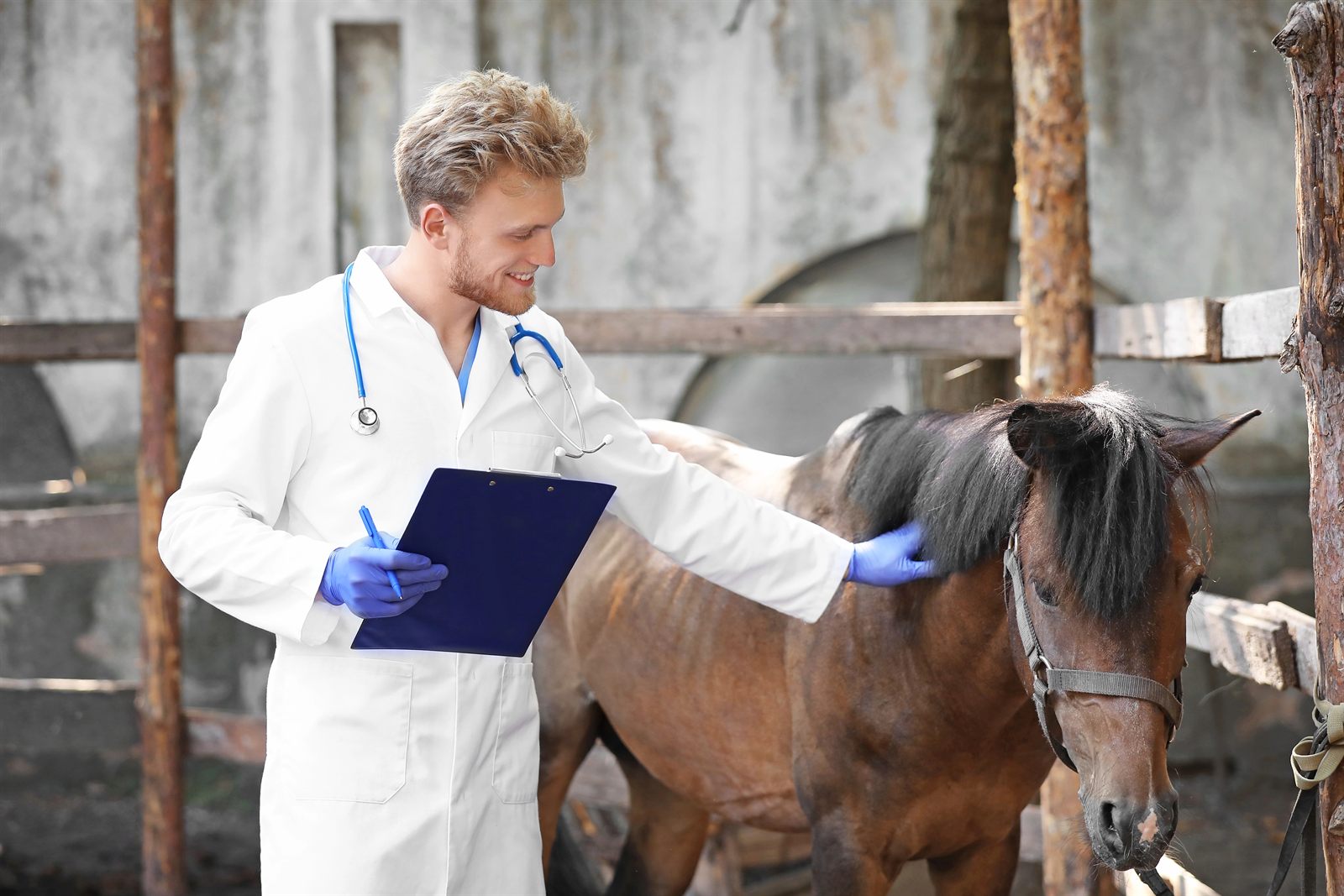 Tierarzt mit Klemmbrett bei der Pferd-Untersuchung — AKU-Befunde dokumentieren und nach RöLF 2018 risikobezogen bewerten