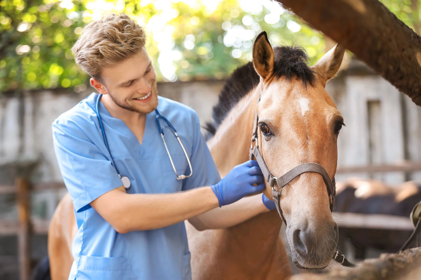 Tierarzt untersucht Pferd am Kopf — Pferdekrankenversicherung deckt je nach Tarif ambulante Heilbehandlungen, Diagnostik und Medikamente